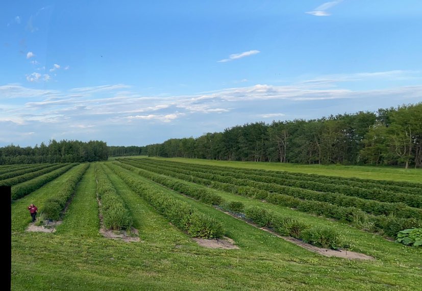 A worker picking haskap berries in the KTK Haskap orchard, a family-run farm in Saskatchewan. These homegrown berries are known for their anti-inflammatory and anti-aging properties, making them a popular ingredient in smoothies and jams.